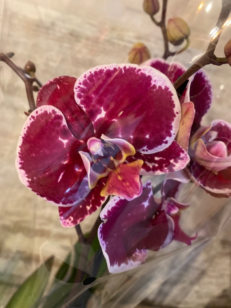 Storczyk Jmp 2 pędy 60cm devotion