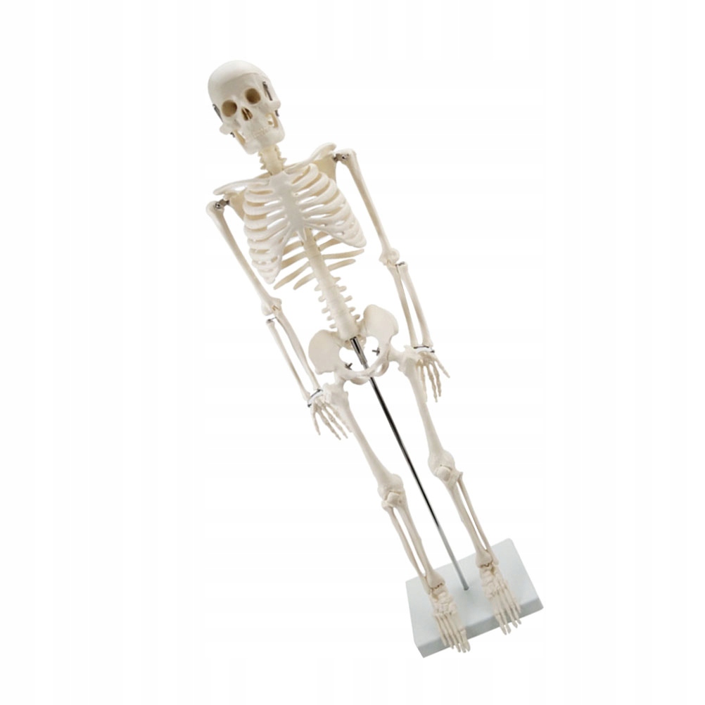 Human Skeleton Model Body Without - 13543368680 - oficjalne archiwum
