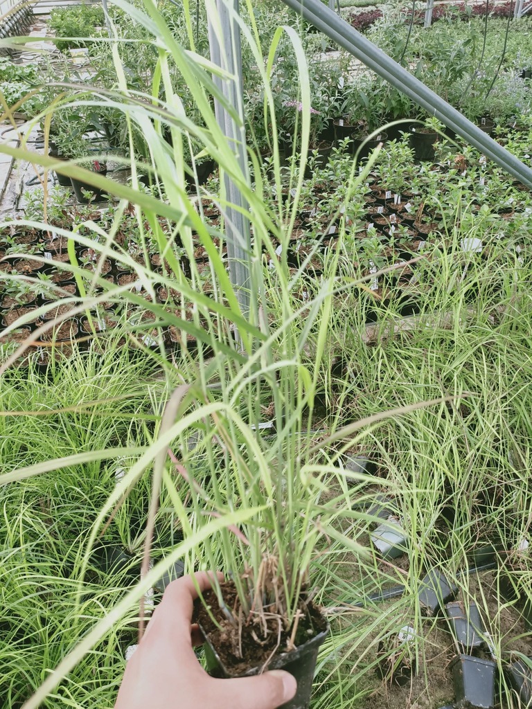 Miskant chiński Kleine Fontane p9