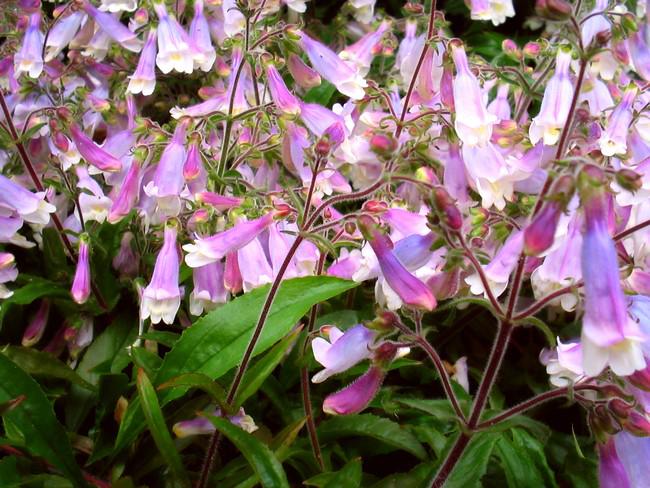 Penstemon kosmaty "Pygmaeus"