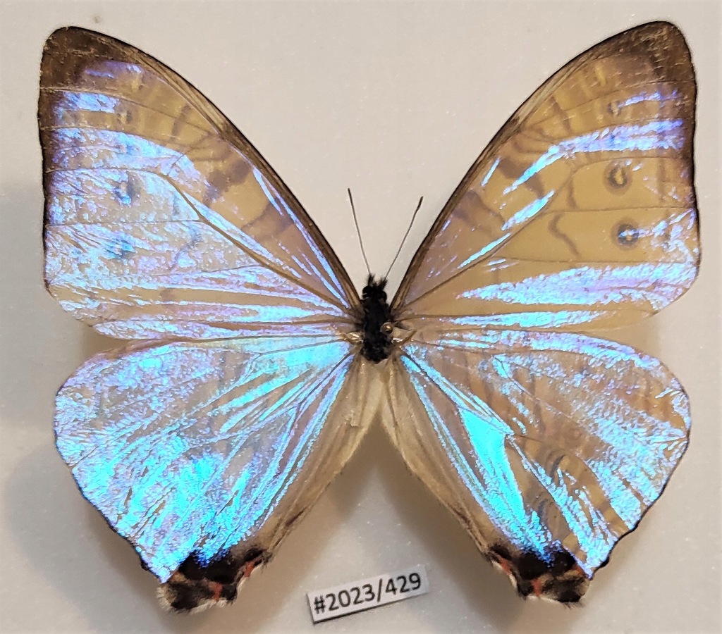 Motyl morpho sulkowskyi selenaris 85mm .