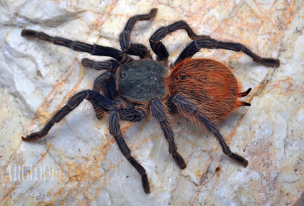 Ptasznik-Chromatopelma cyaneopubescens L2