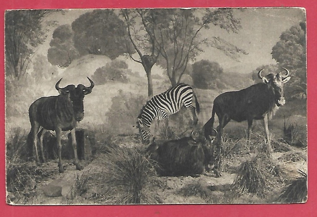 Zebra antylopa zoo ogród zoologiczny stara pocztówka