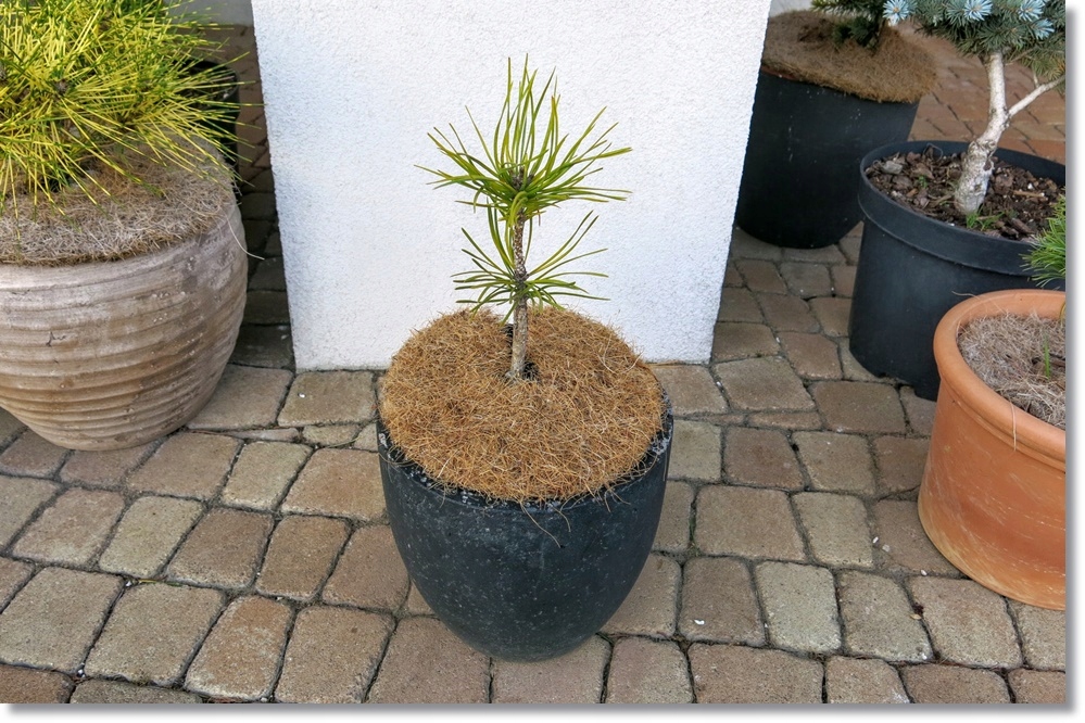 Pinus contorta Anna Aurea - Unikat !!!!