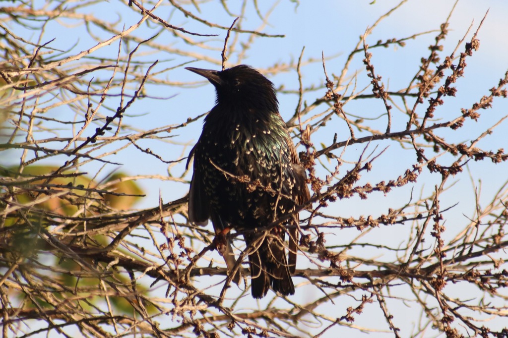 vivitar series 1 70-300 1:4,5-5,6 canon bokeh tele - 14243444128