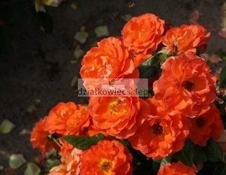 Róża rabatowa Anna (Miss Tango) (rosa)