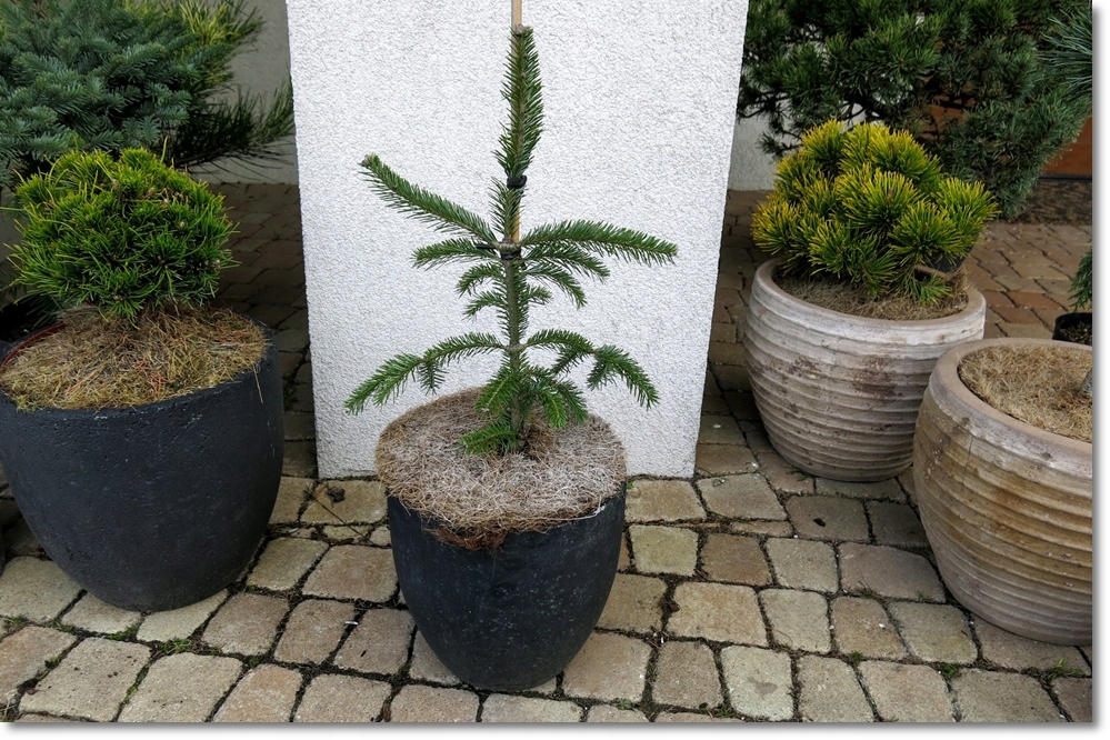 Abies balsamea Weeping Larry - UNIKAT !!!