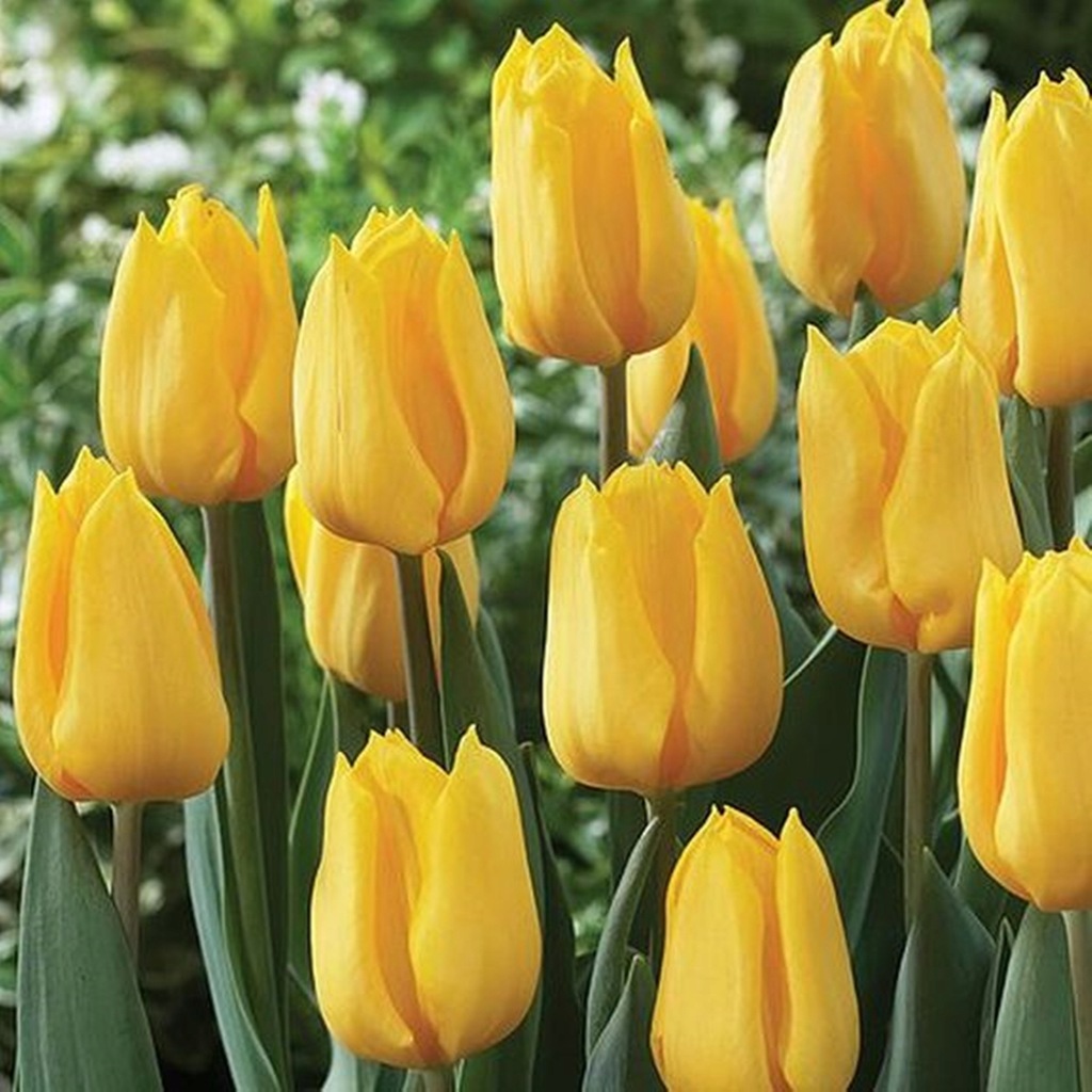 Tulipan Gigantyczny Żółty 25 szt Cebulki Tulipany Tulipanów