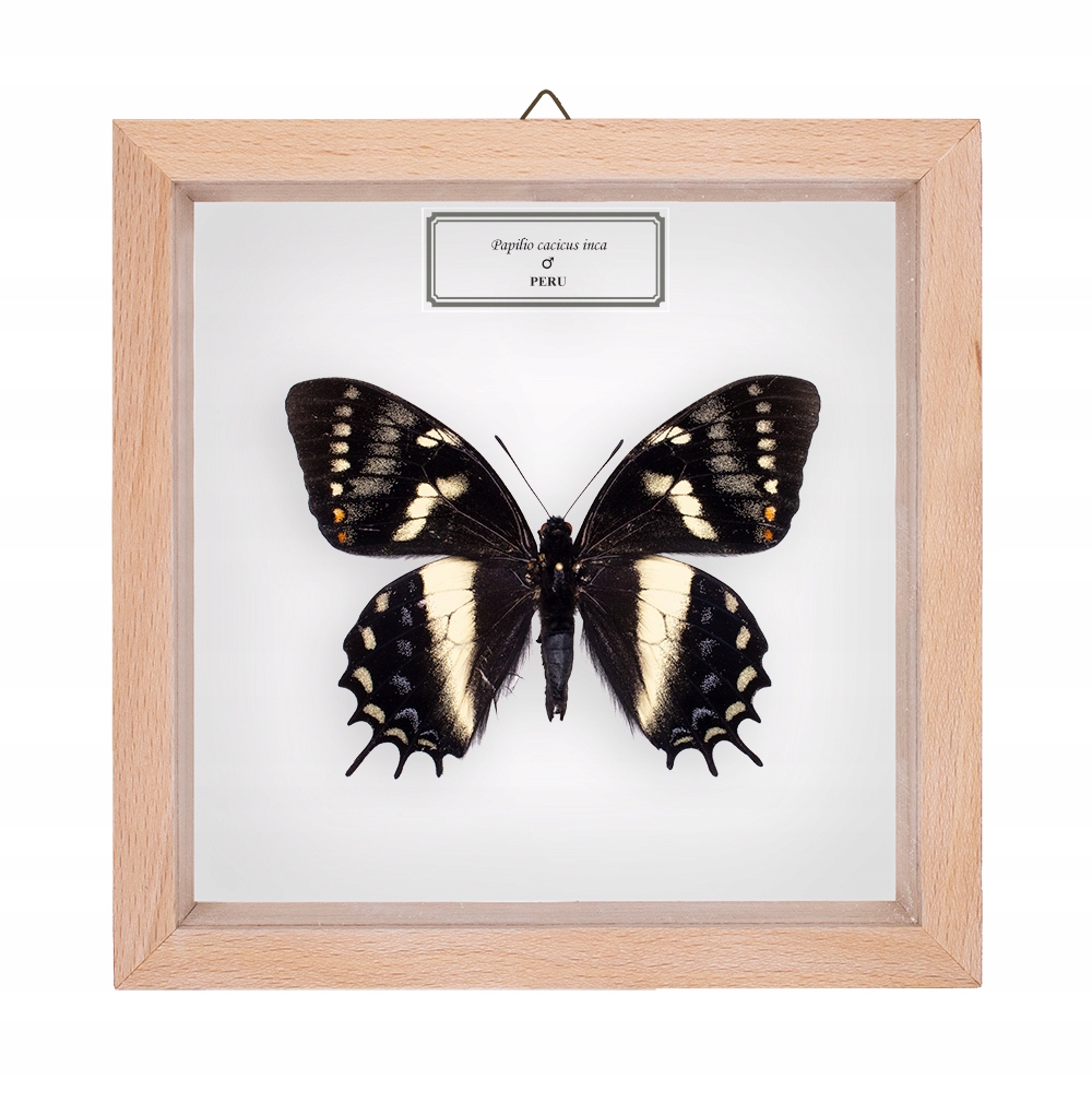 Motyl w gablotce Papilio cacicus inca