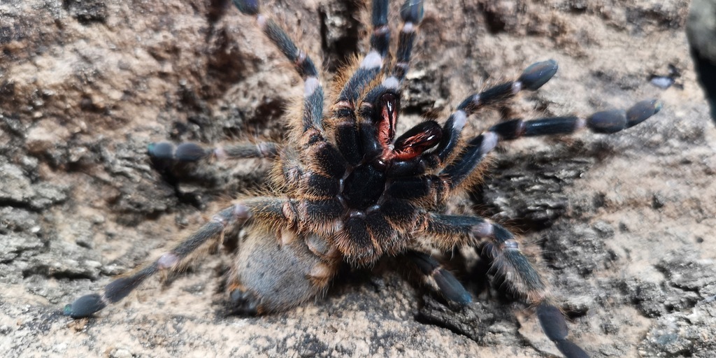 Pterinochilus murinus DCF Kingoma 2,5DC pająk/ptasznik