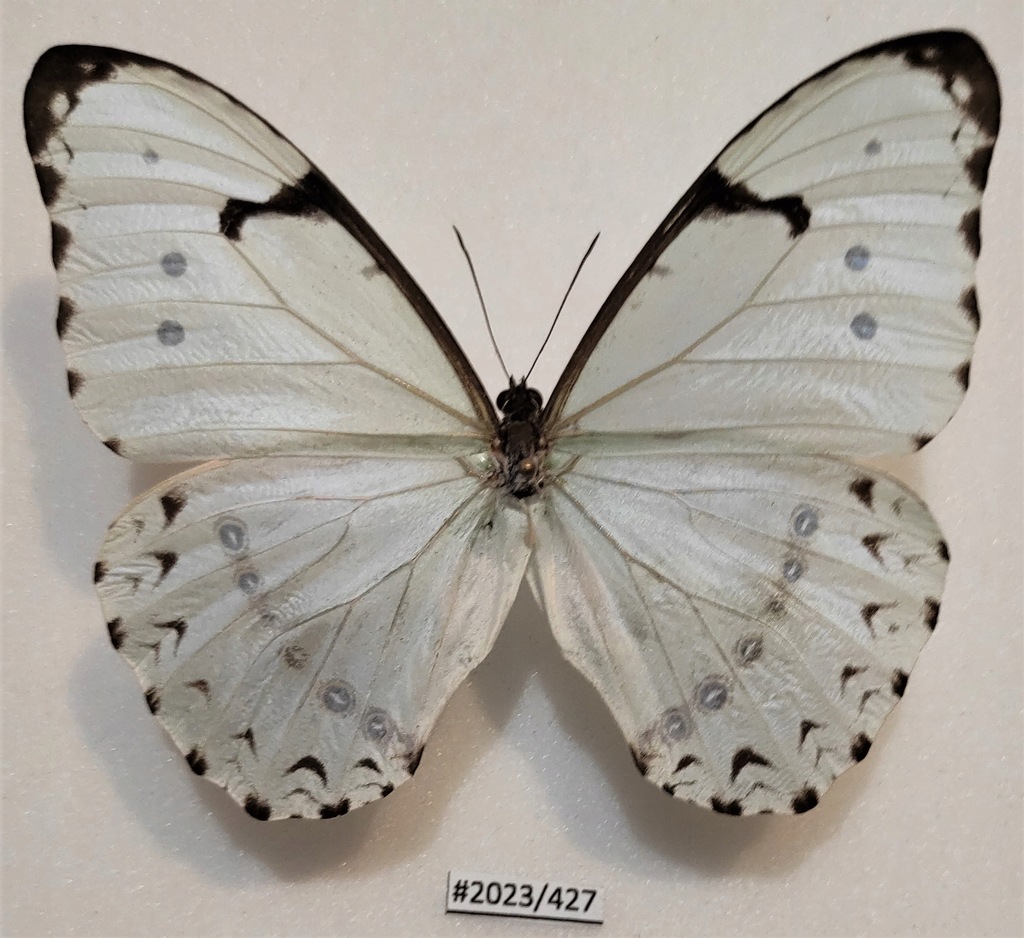 Motyl morpho luna samiec 94mm .