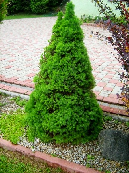 ŚWIERK BIAŁY CONICA ZIELONY STOŻEK