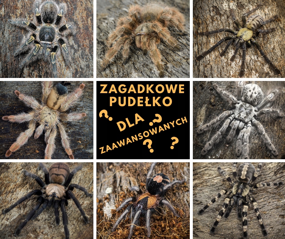 Mystery box dla zaawansowanych za 100 zł
