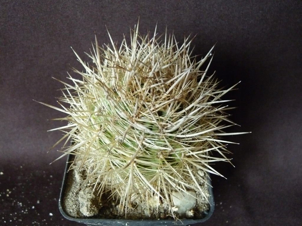 Kaktusy: Neochilenia albidiflora, GM 1605