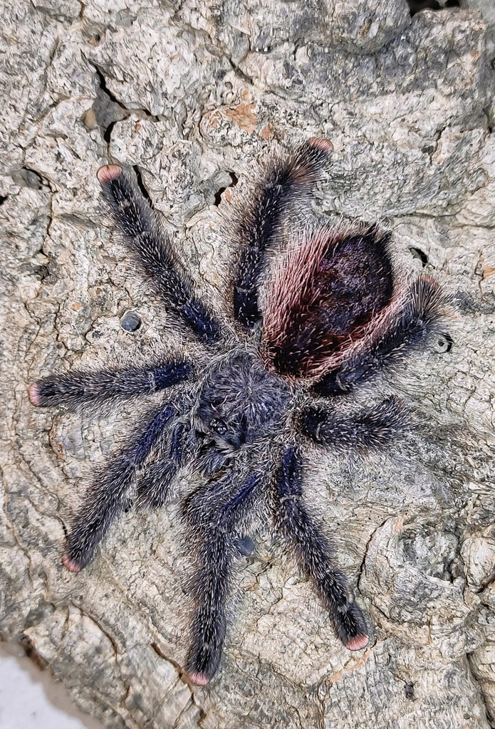 Avicularia juruensis M2 (ex. peru purple) L4