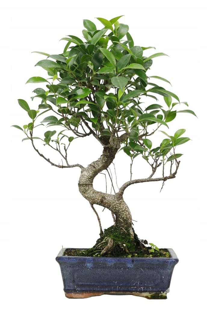 DRZEWKO BONSAI FIKUS RETUSA DOMOWE WYS. 41 CM