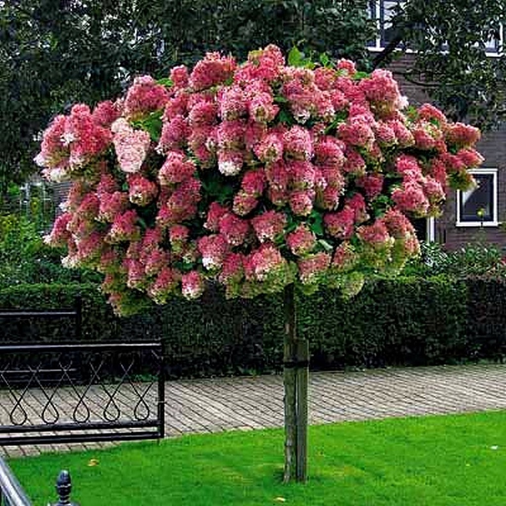 TRUSKAWKOWA HORTENSJA VANILLE FRAISE NA PNIU 1,1M 8190626551 oficjalne archiwum Allegro