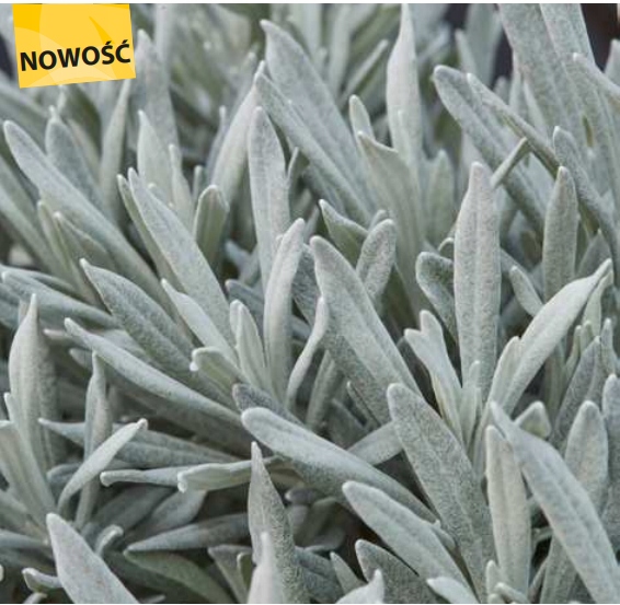 Kocanka Helichrysum stoechas SYLVITA BROADLEAF SILVER