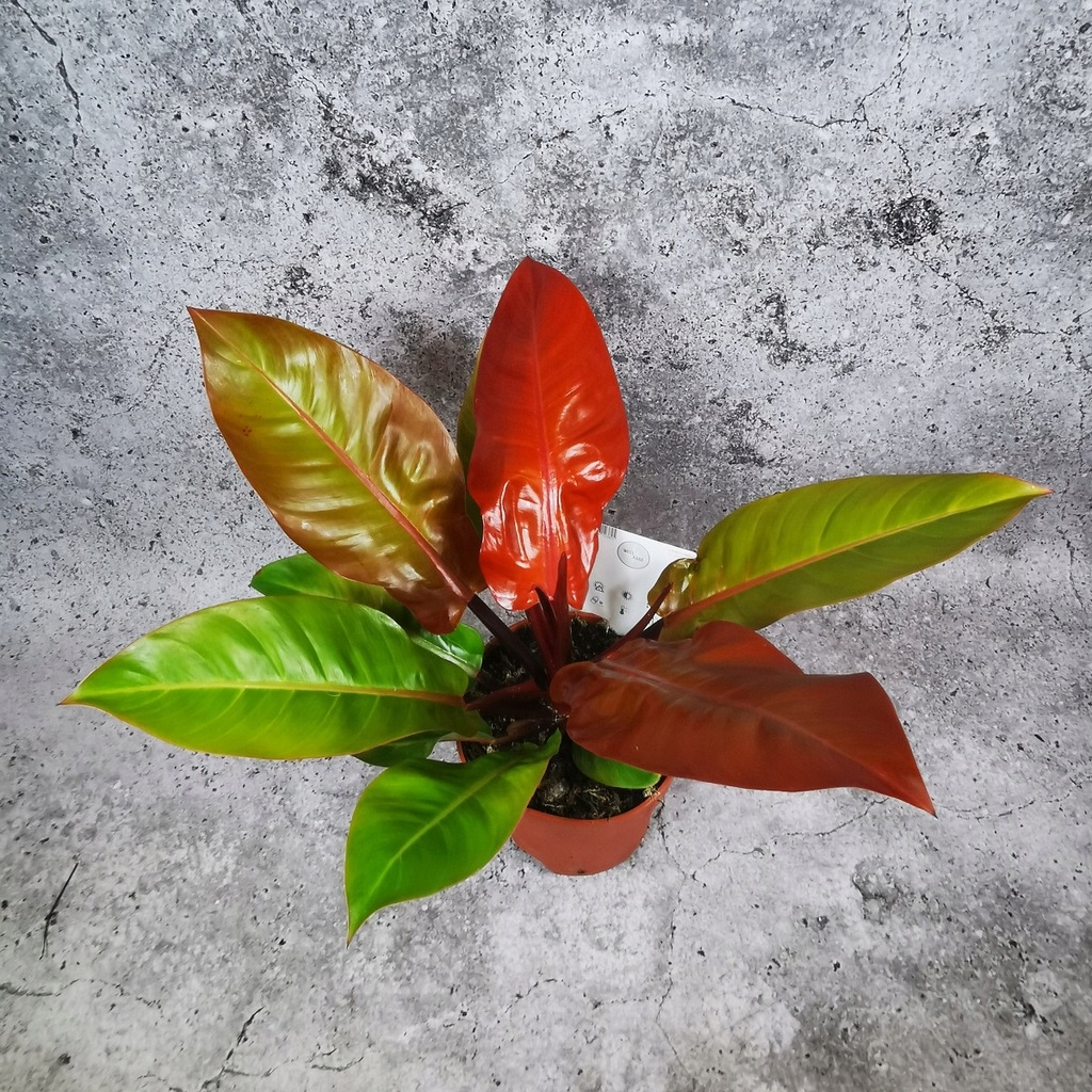 Filodendron Prince Of Orange XXL - 13129344113 - oficjalne archiwum Allegro