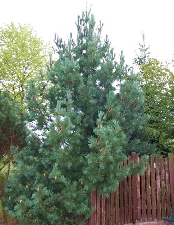 Sosna rumelijska Glauca Compacta. Pinus peuce +GRA