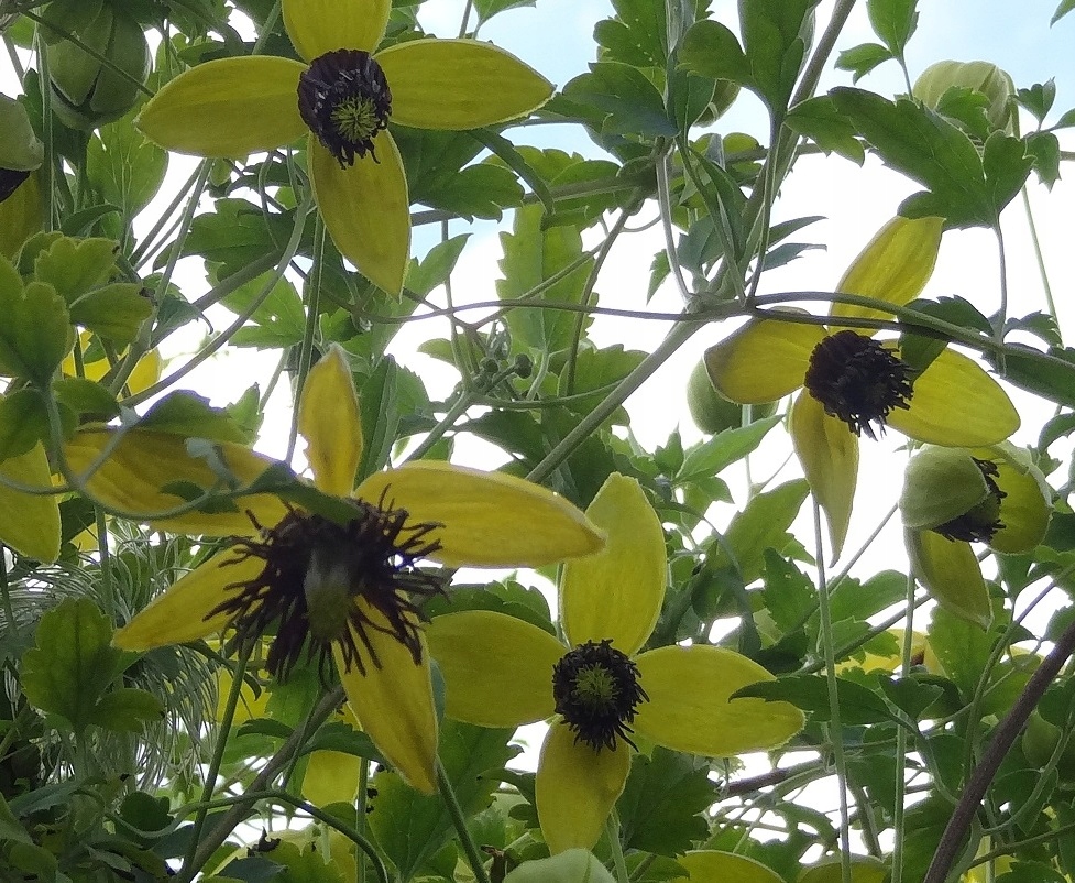 Powojnik clematis Tangutica GOLDEN TIARA Kugotia