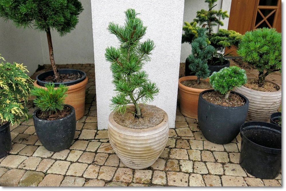 Pinus parviflora Schoon's Bonsai - !!! !!! !!!