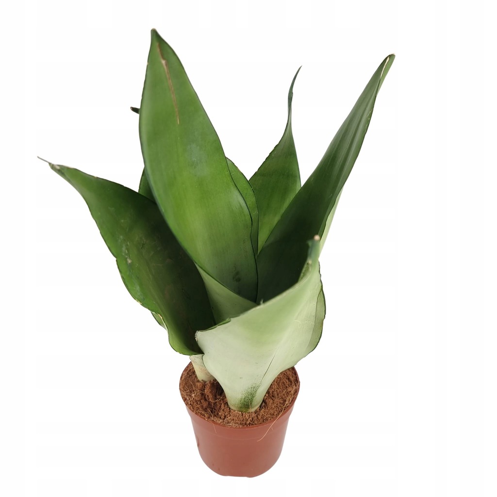 Купить Сансевиерия Сансевиерия MOONSHINE размер M: отзывы, фото и ...