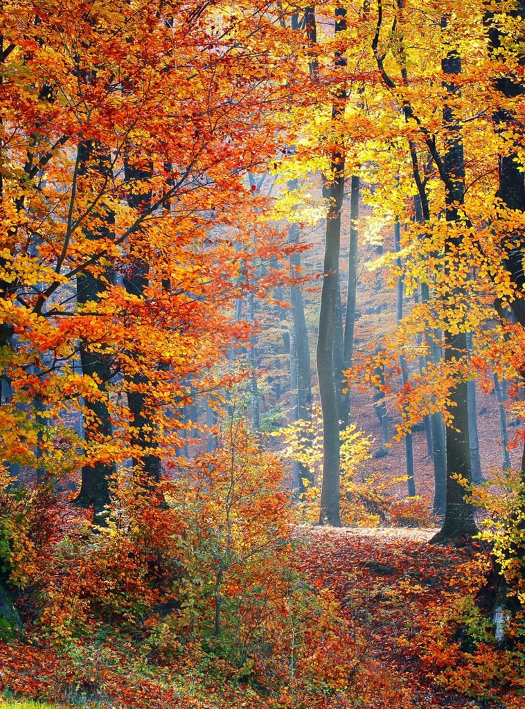 Fototapety wymiar 170x230 Tapeta Złota jesień