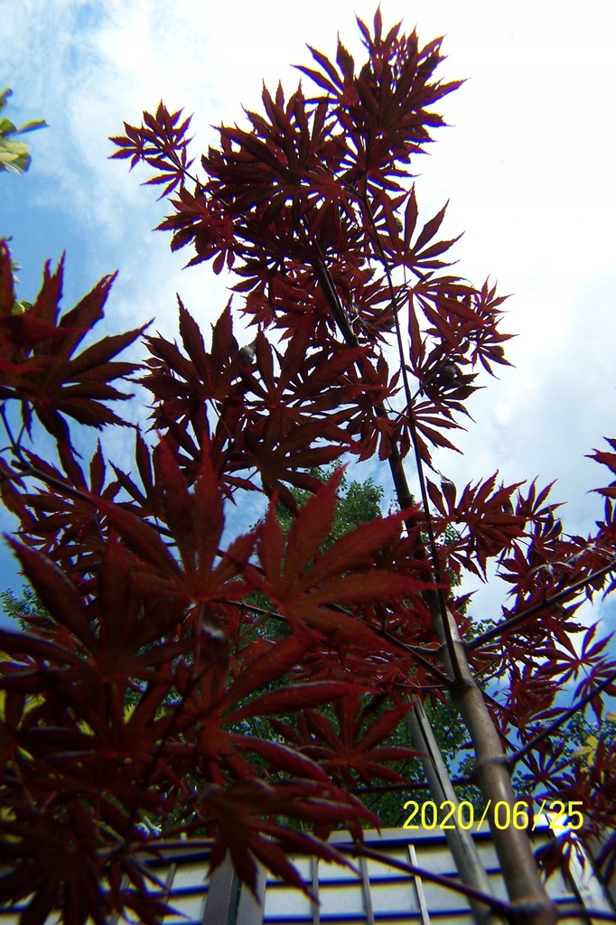 Klon czerwony pagodowy japoński Jagoczi inny - 9460563883 - oficjalne