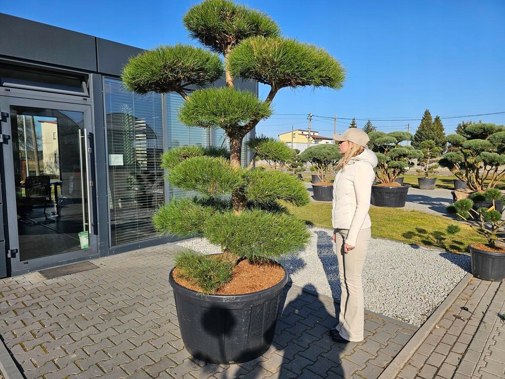 BONSAI FORMOWANY NIWAKI PINUS NIGRA SOSNA CZARNA BONSAJ FORMOWANE 48656