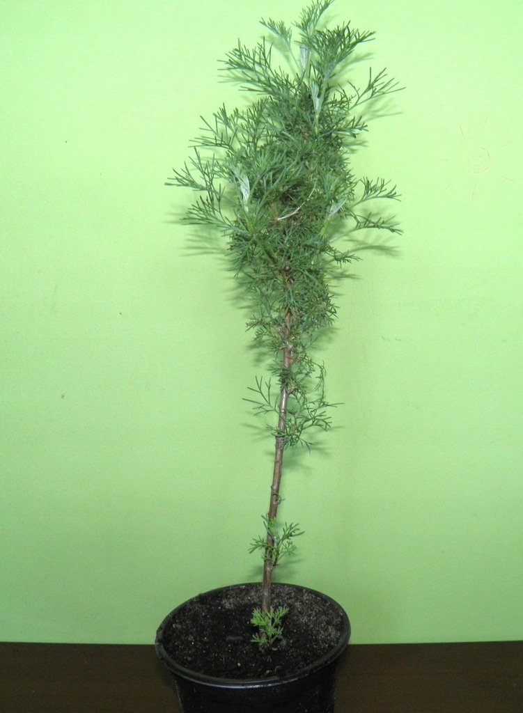 Bylica boże drzewko -sadzonki w doniczce 30cm