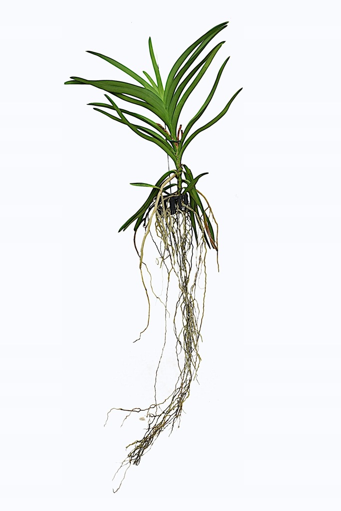Storczyk orchidea Vanda bez doniczki