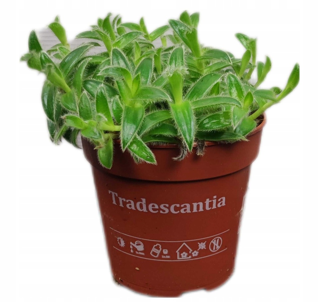Trzykrotka somalijska Tradescantia cyanotis 15 cm