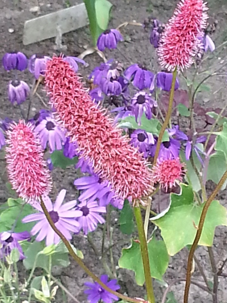 La Camera Azzurra Cavo Di Ricarica USB Per Fotocamere Olympus SZ10, SZ12, SZ14, SZ20, SZ30, SZ31 - Cavo Sostitutivo Universale Sony Cybershot Dsc W830 - Foto 11