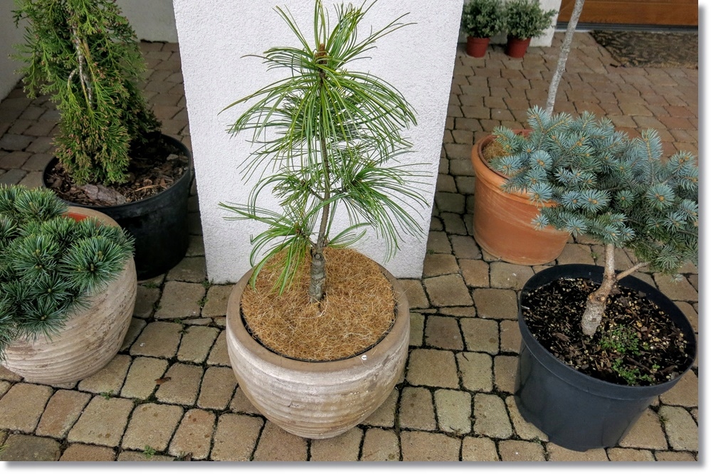 Pinus koraiensis 'Jack Corbit' - kapitalna !!!