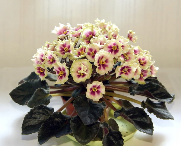 Fiołek afrykański Allegro Watermelon Ruffles - liś