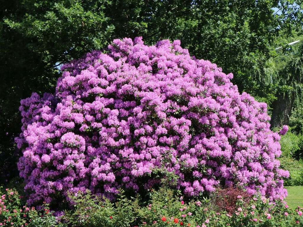 RÓŻANECZNIK CATAWBIENSE GRANDIFLORUM FIOLETOWY 3L 12492240630