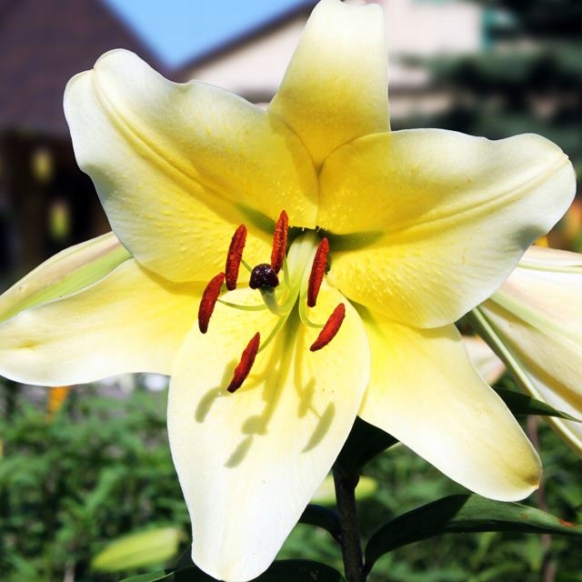 Lilia drzewiasta Conca d'Or XL (18/20) cebule cebulki lilii lilie 1 szt.