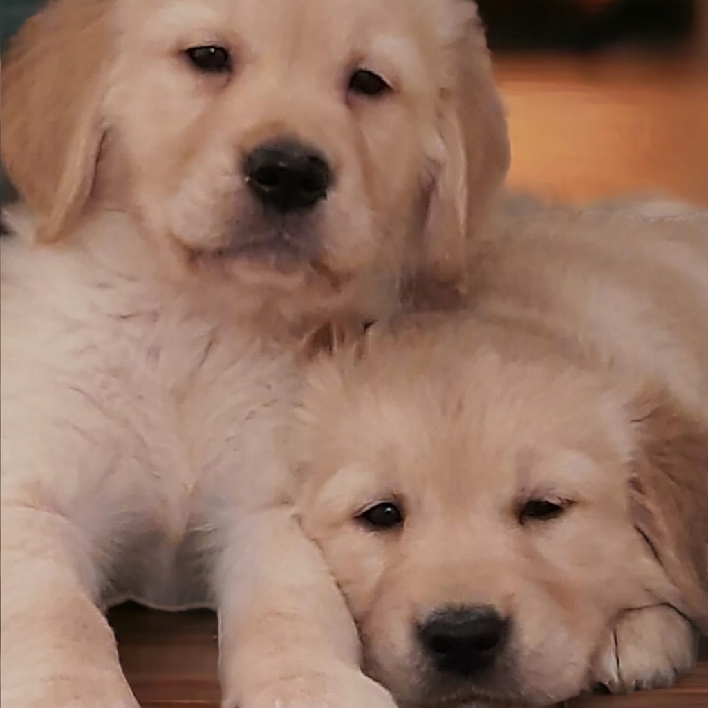 Golden Retriever szczeniaki biszkoptowe i złote