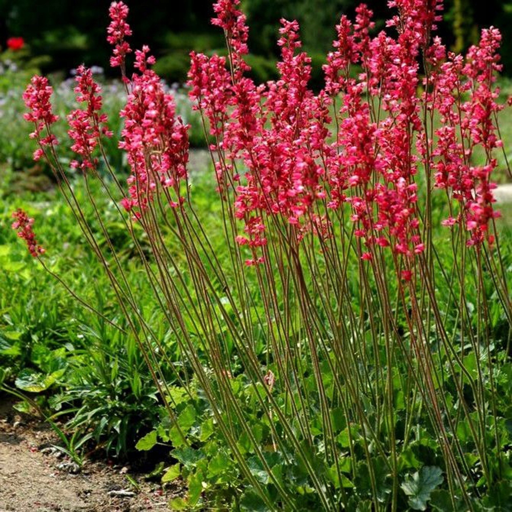 ŻURAWKA DRŻĄCZKOWATA 8078117124 oficjalne archiwum Allegro