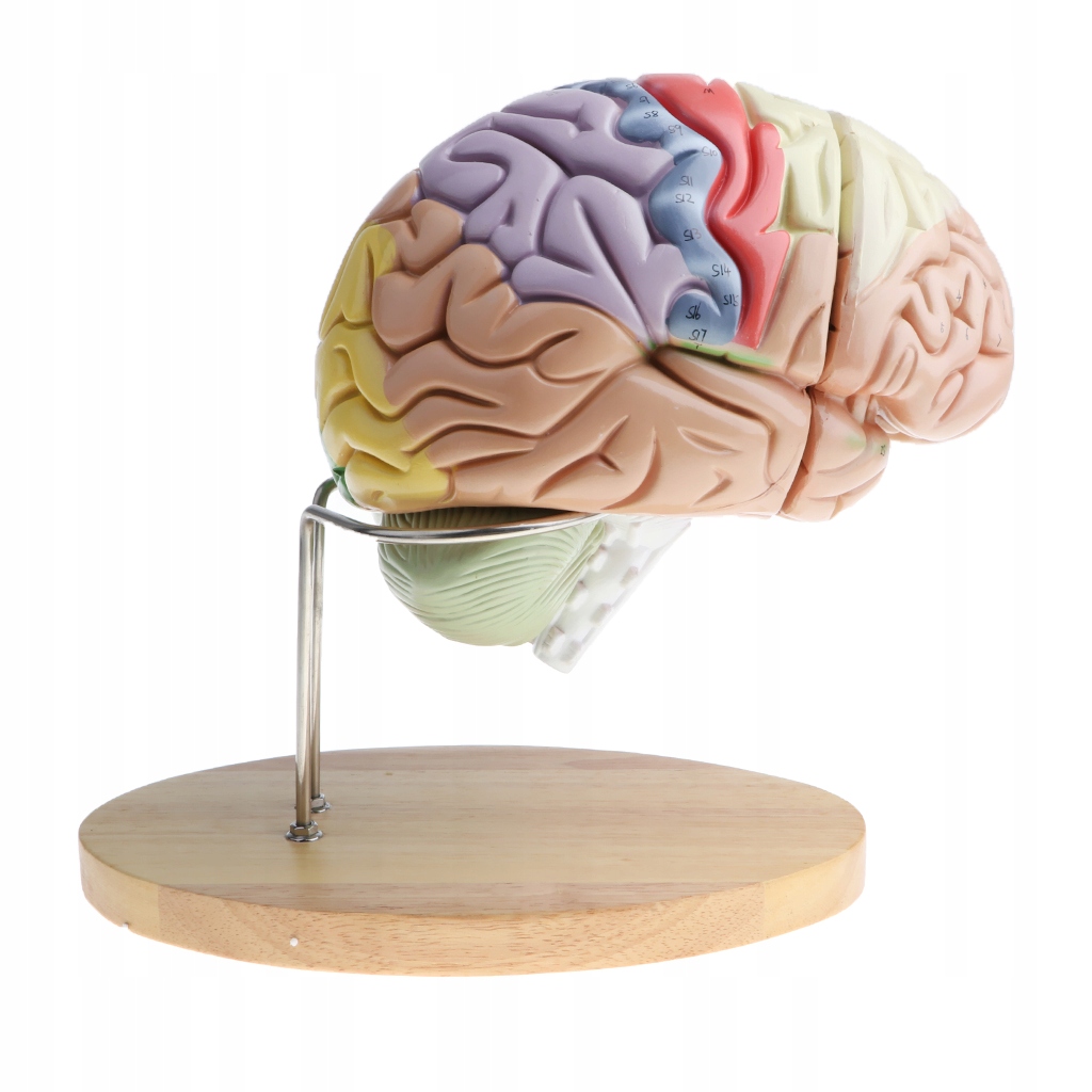1 model mózgu (zdemontowany 32 części)