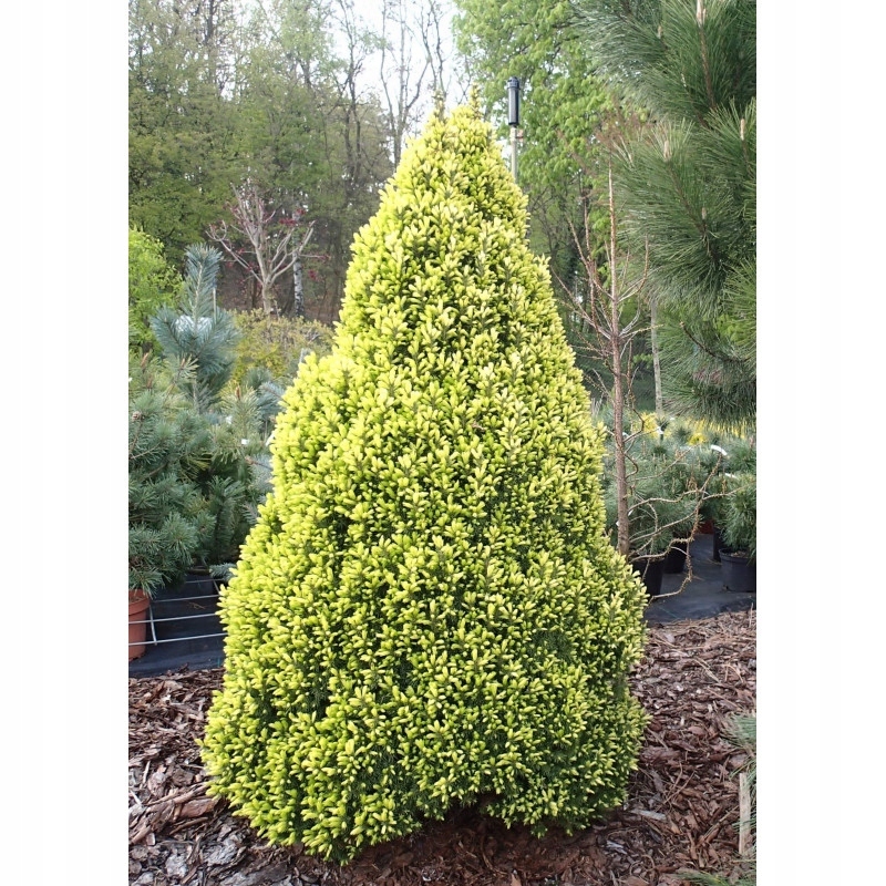 Купить Ель белая DAISY'S WHITE - Picea glauca 2L: отзывы, фото и ...