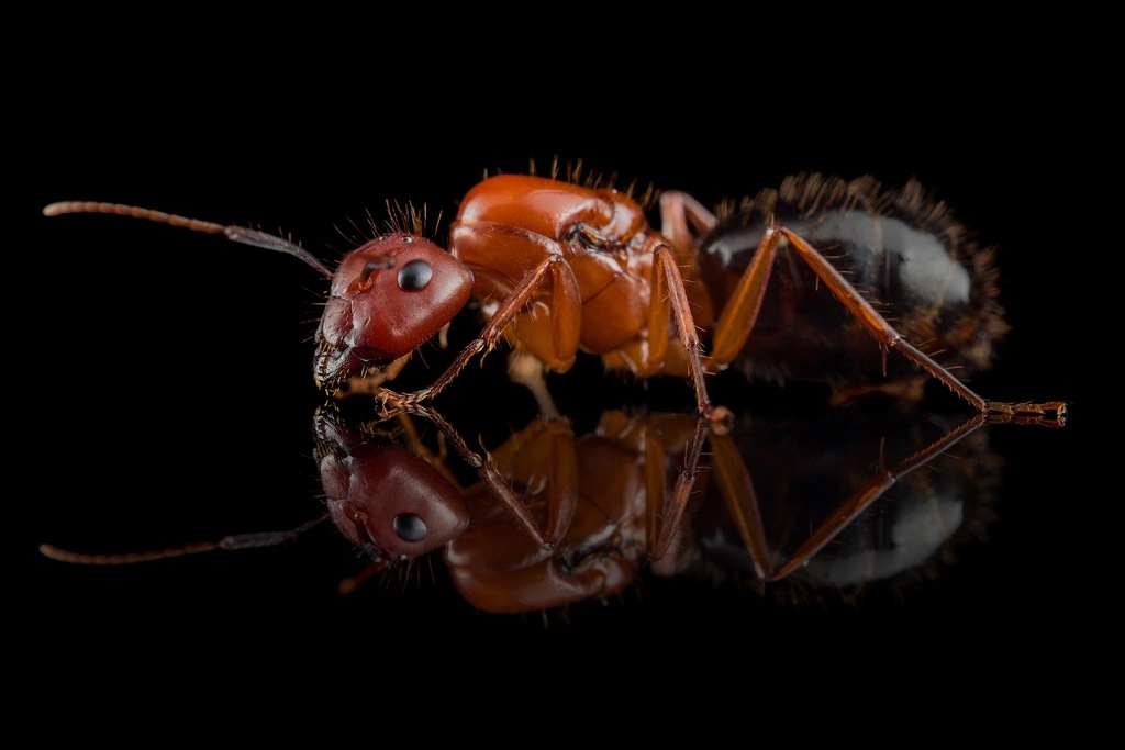 Camponotus floridanus Q+5-10 w. Mrówki