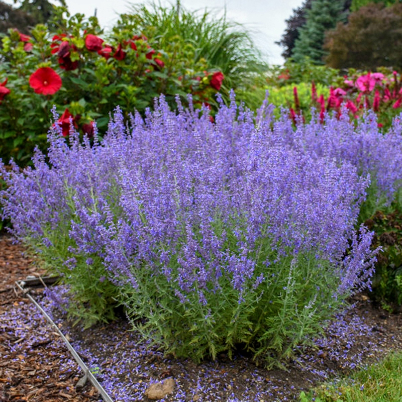 PEROVSKIA BLUE SPIRE ~ ŁADNIEJSZA OD LAWENDY