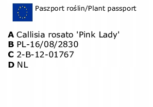 Купить Смузына PINK LADY шаровидная PINK Callisia Rosata: отзывы, фото, характеристики в интерне-магазине Aredi.ru