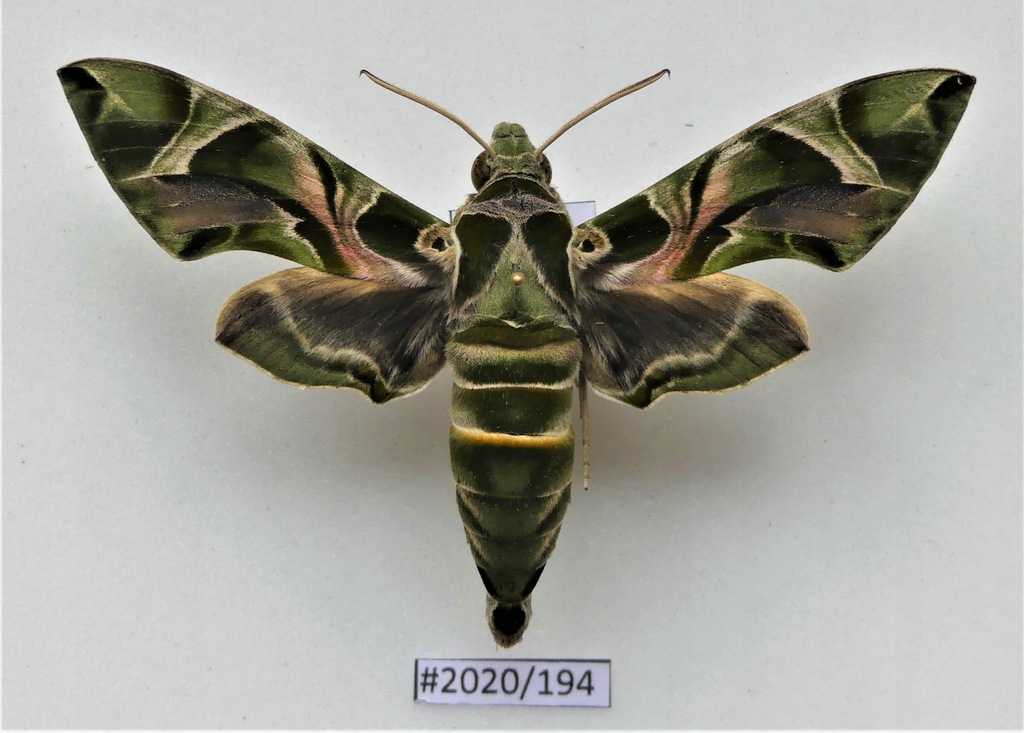 Motyl Daphnis nerii samiec 86mm.