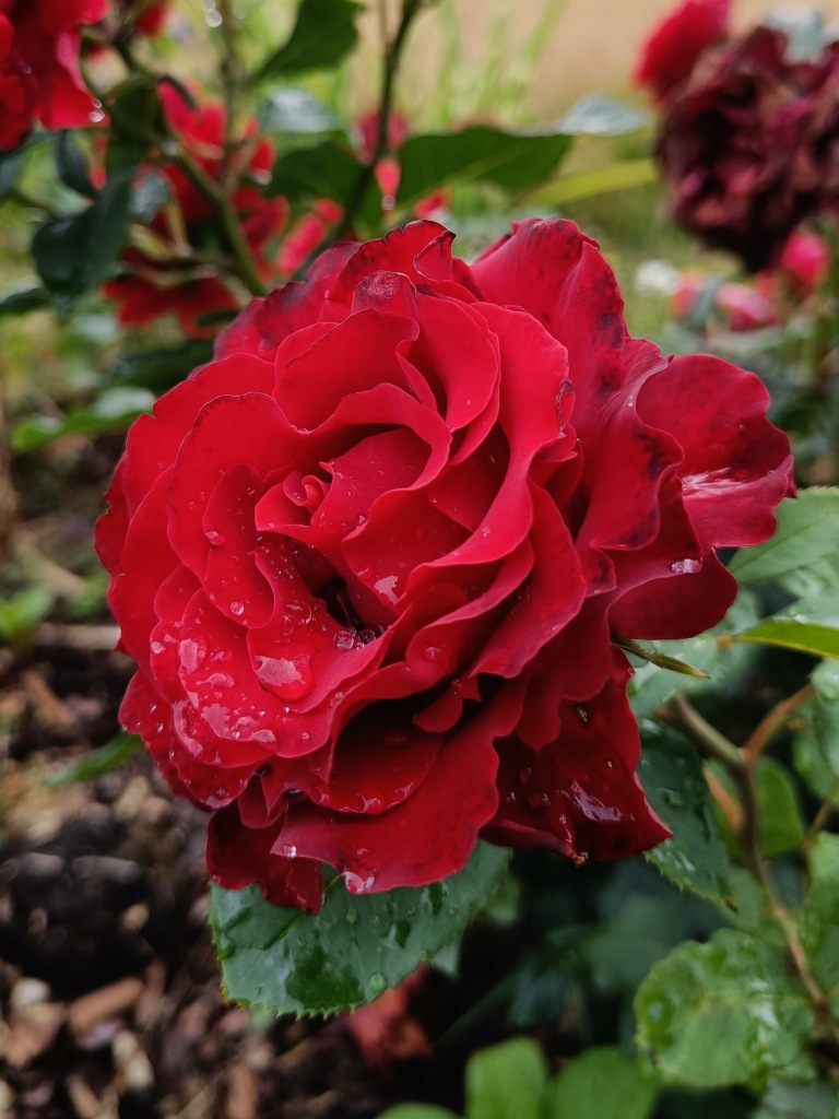 Róża Rabatowa - Hommage a Barbara / Heinz Winkler