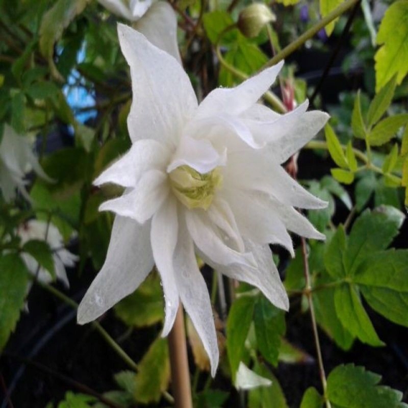 Clematis Atragene "Albina Plena" Powojni