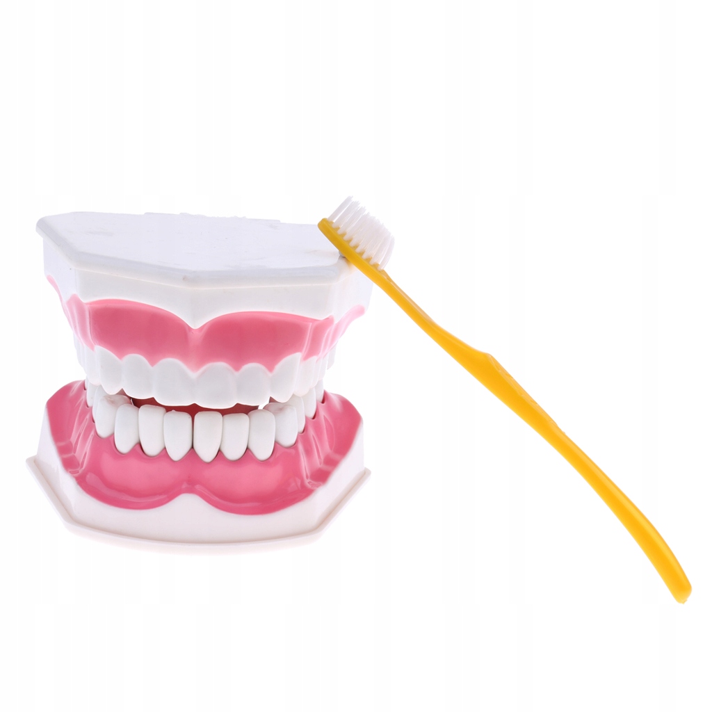 1 model dentystyczny z ludzkimi ustami 1