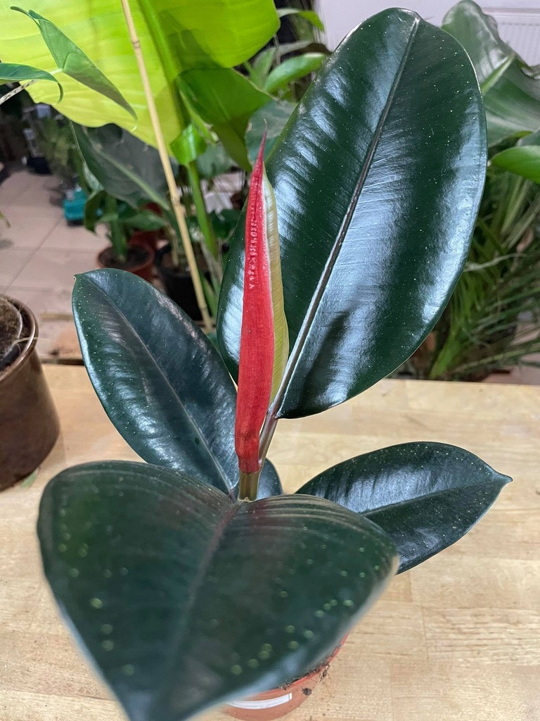 fikus sprężysty ficus elastica abidjan CZARNY